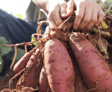A bunch of sweet potatoes.