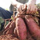 A bunch of sweet potatoes.